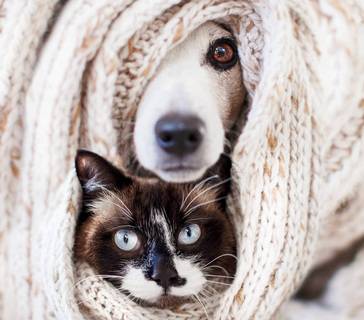home page 1 dog cat blanket scaled e1728091333169