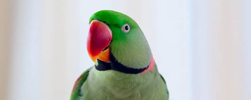 Rose-ringed parakeet, ringneck parrot or Kramer parrot