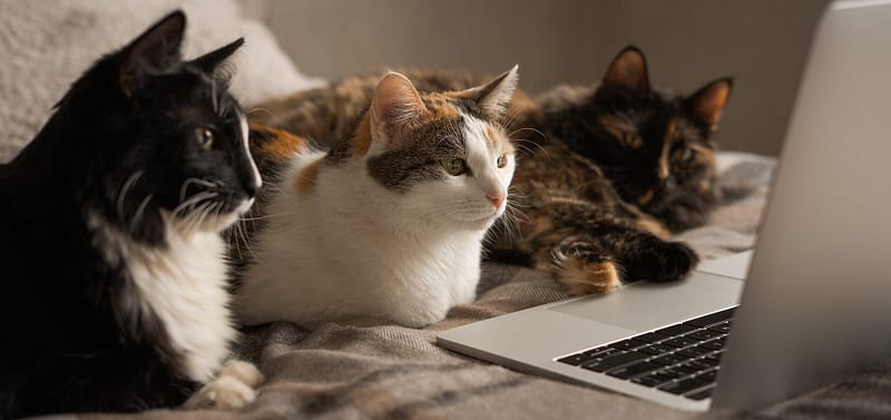 Three cats look at the laptop screen ready to fill out the contact form for Rachel Randel animal communicator. Three cats lie in front of the laptop and carefully look at the screen.