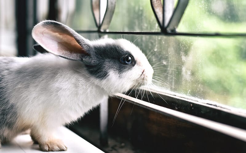 Rabbit looking out window appears sad or wistful.