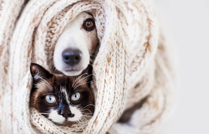 Snowshoe cat and white and tan dog looking out from blanket, are you their kahu. Animal Communication.